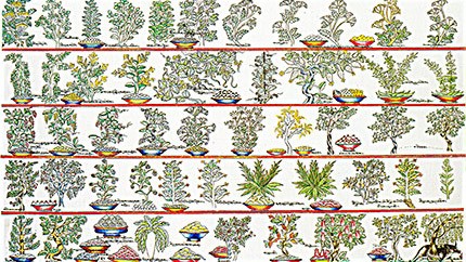藏藥資源分布、發(fā)展史