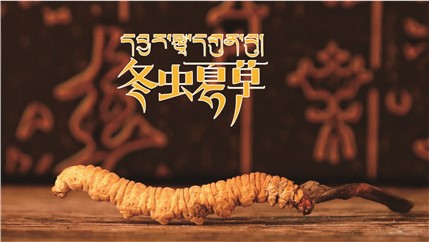 那曲新鮮冬蟲(chóng)夏草什么時(shí)候采挖？